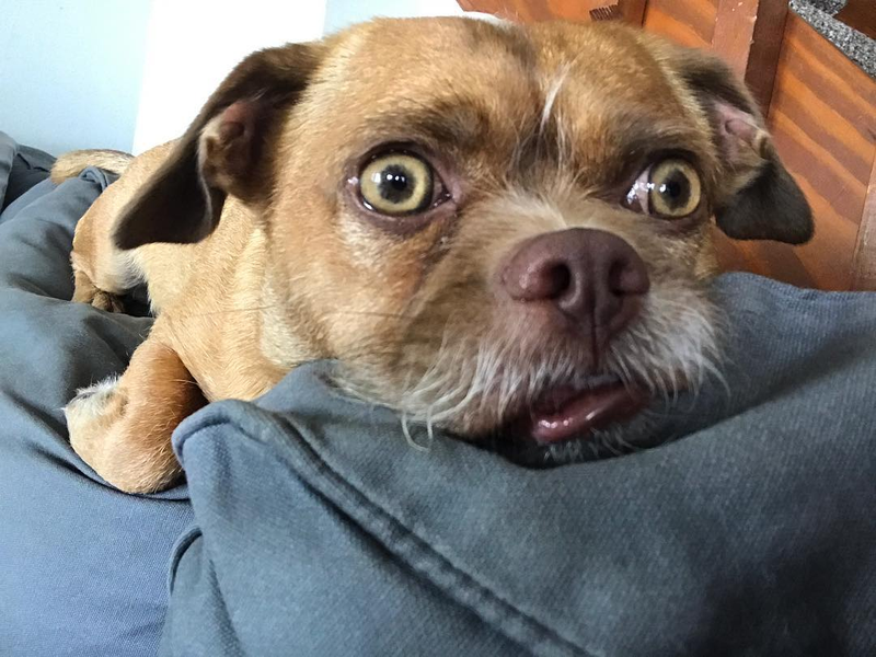 Illustration for article titled Bacon, el perro extremadamente preocupado es el meme viral que necesitábamos